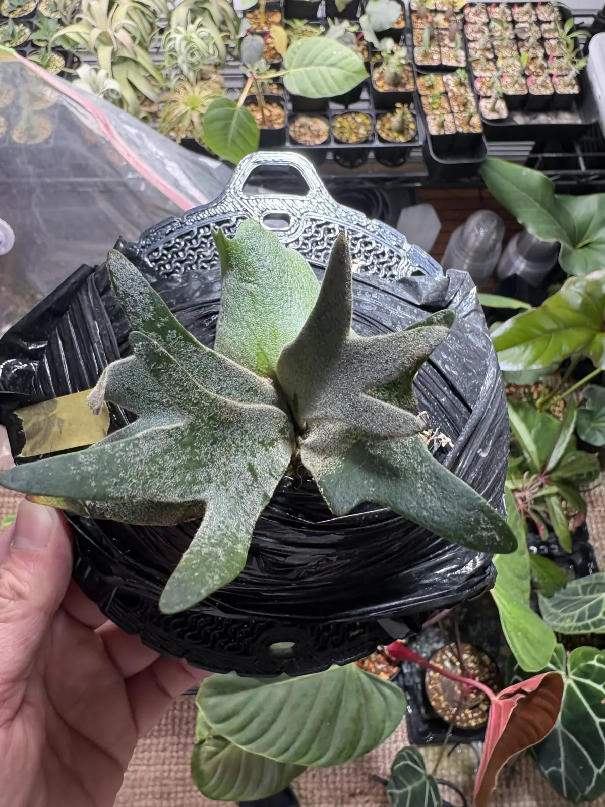 ビカクシダ バクテリア