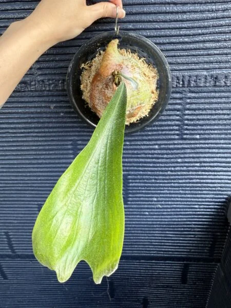 ビカクシダ 札落ち