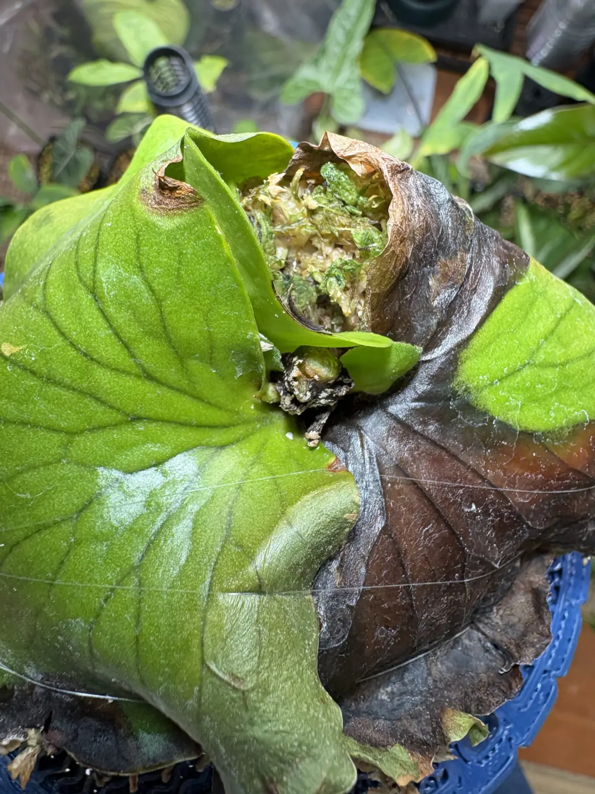 ビカクシダ コロナリウム