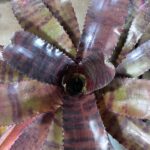 Charlieのアバター