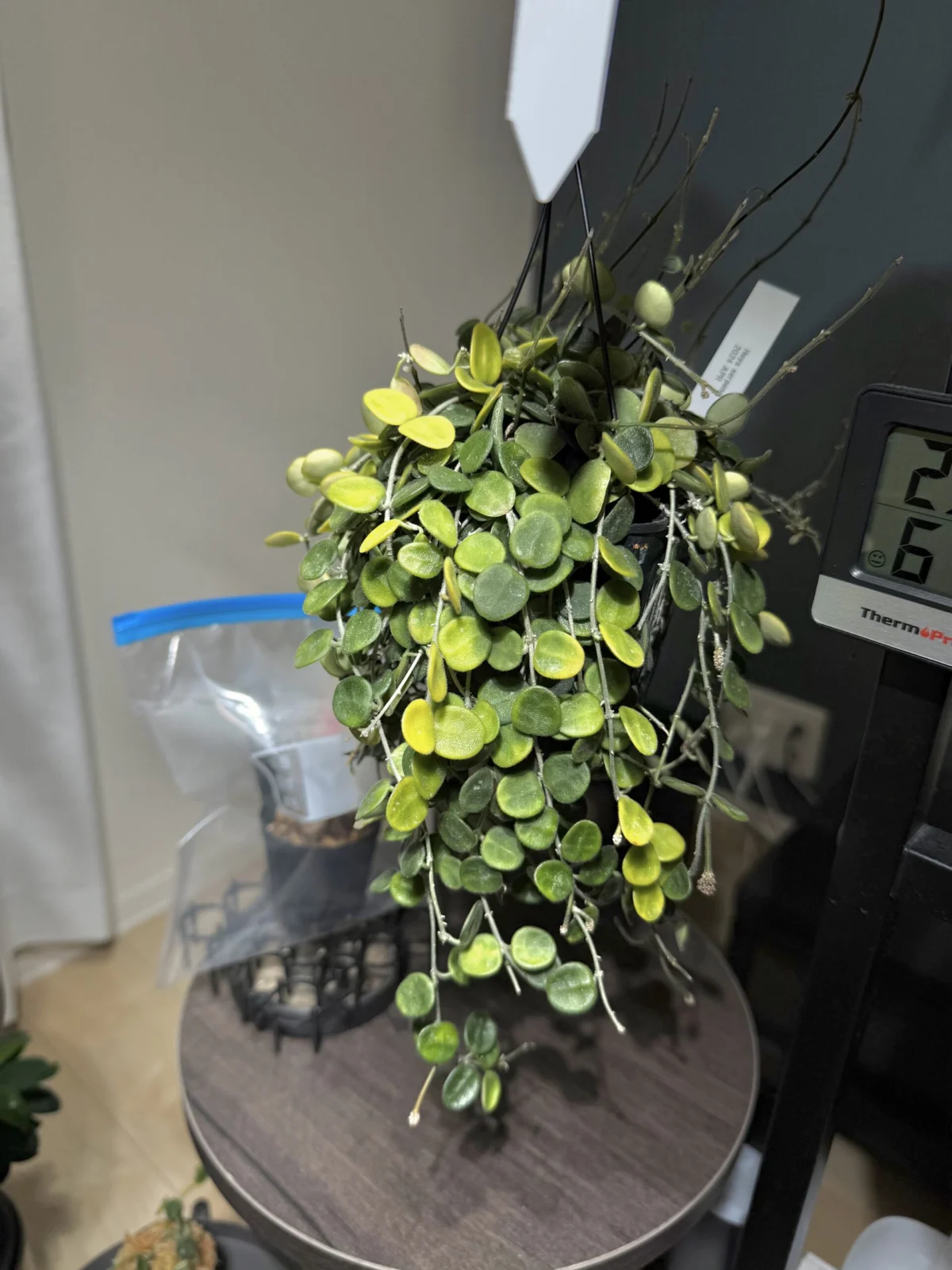 ホヤ セルペンス