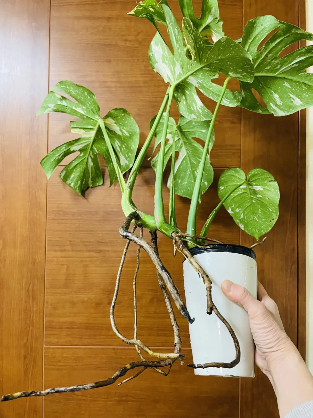 モンステラ　タイコンステレーション　冒険し過ぎた脱走根