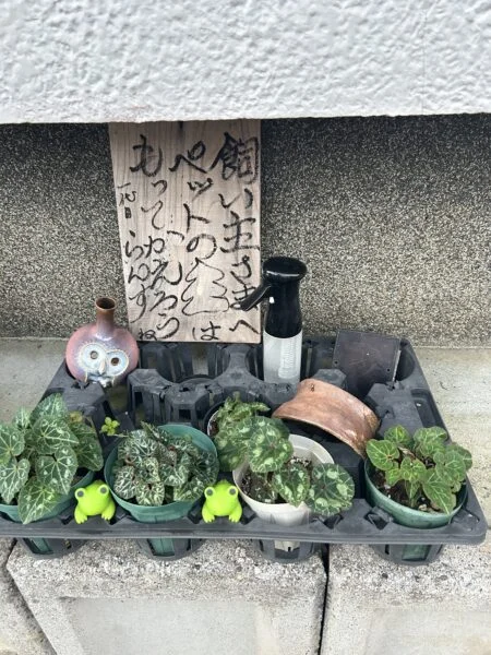 シクラメン