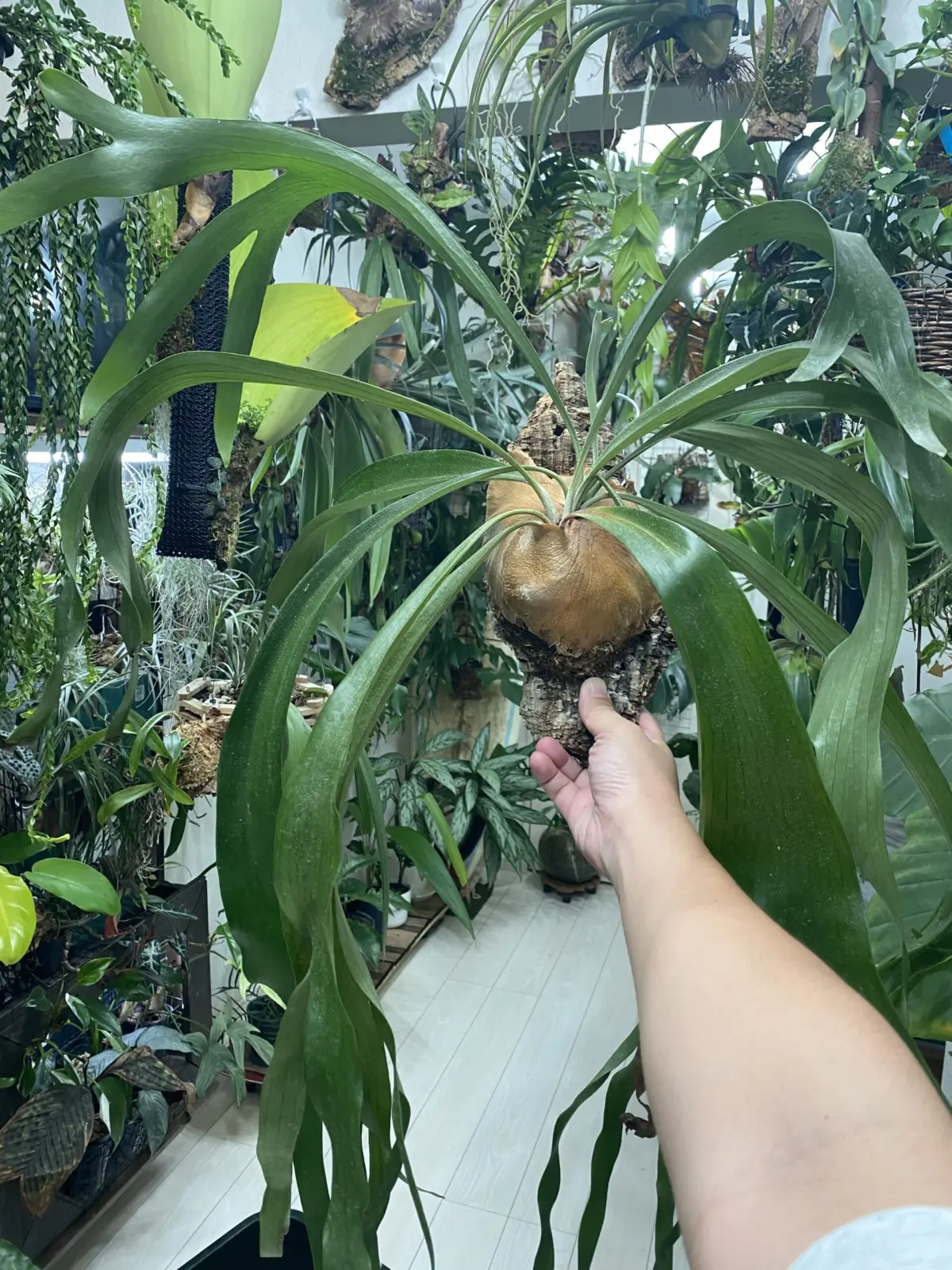 ビカクシダ　細葉ビフル