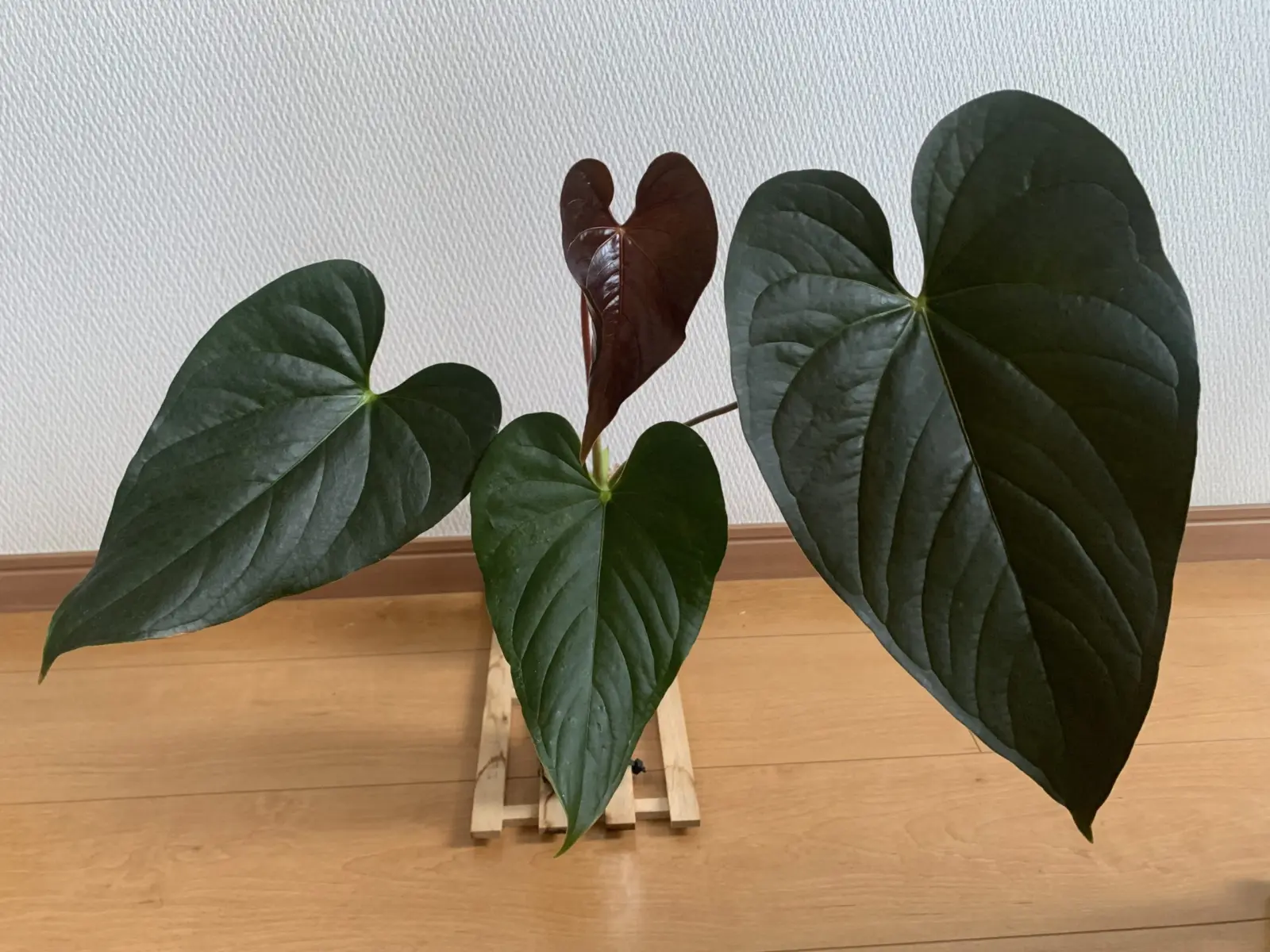 アンスリウム　ロムズレッド