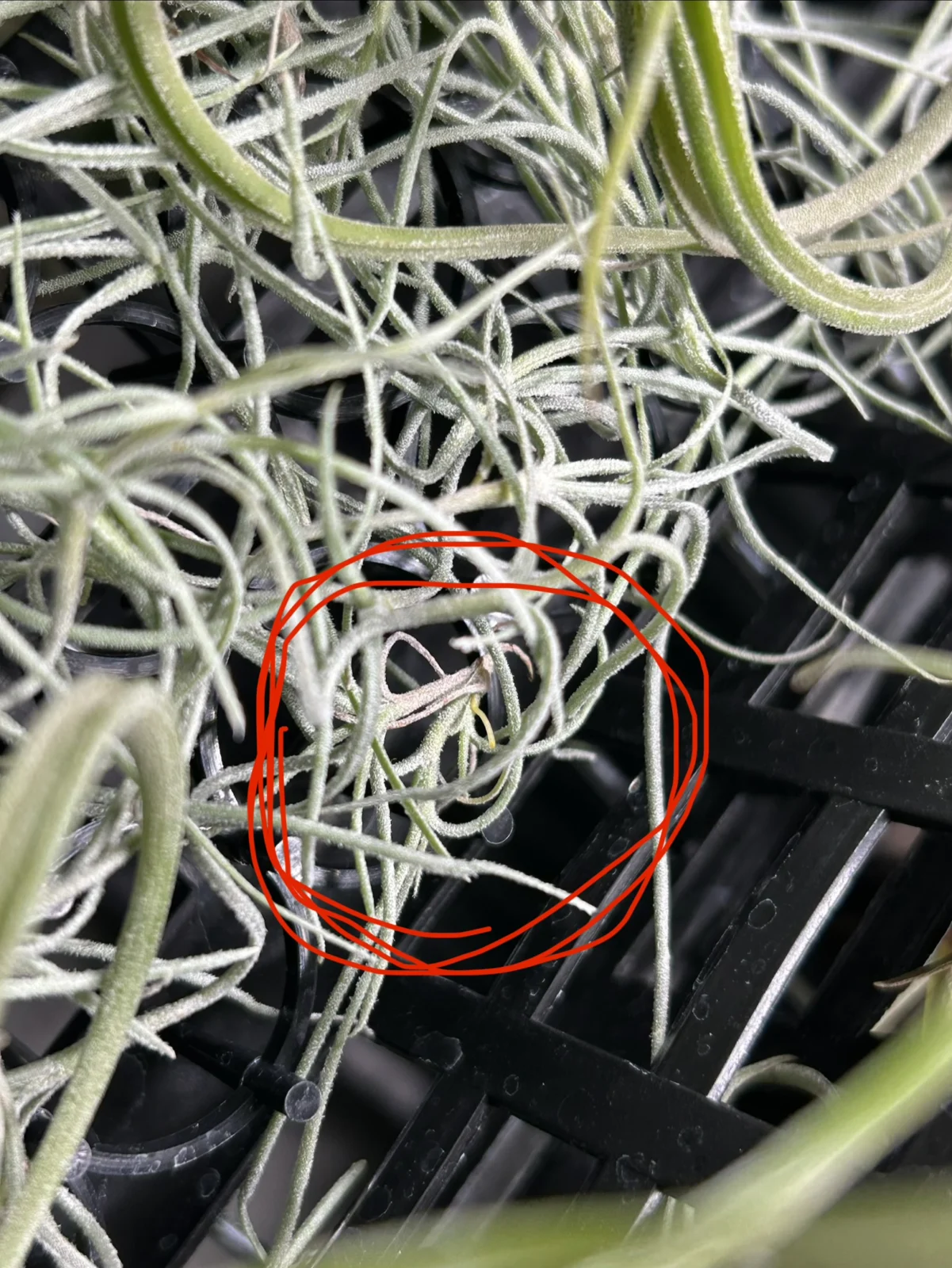 ティランジア　ウスネオイデス発根