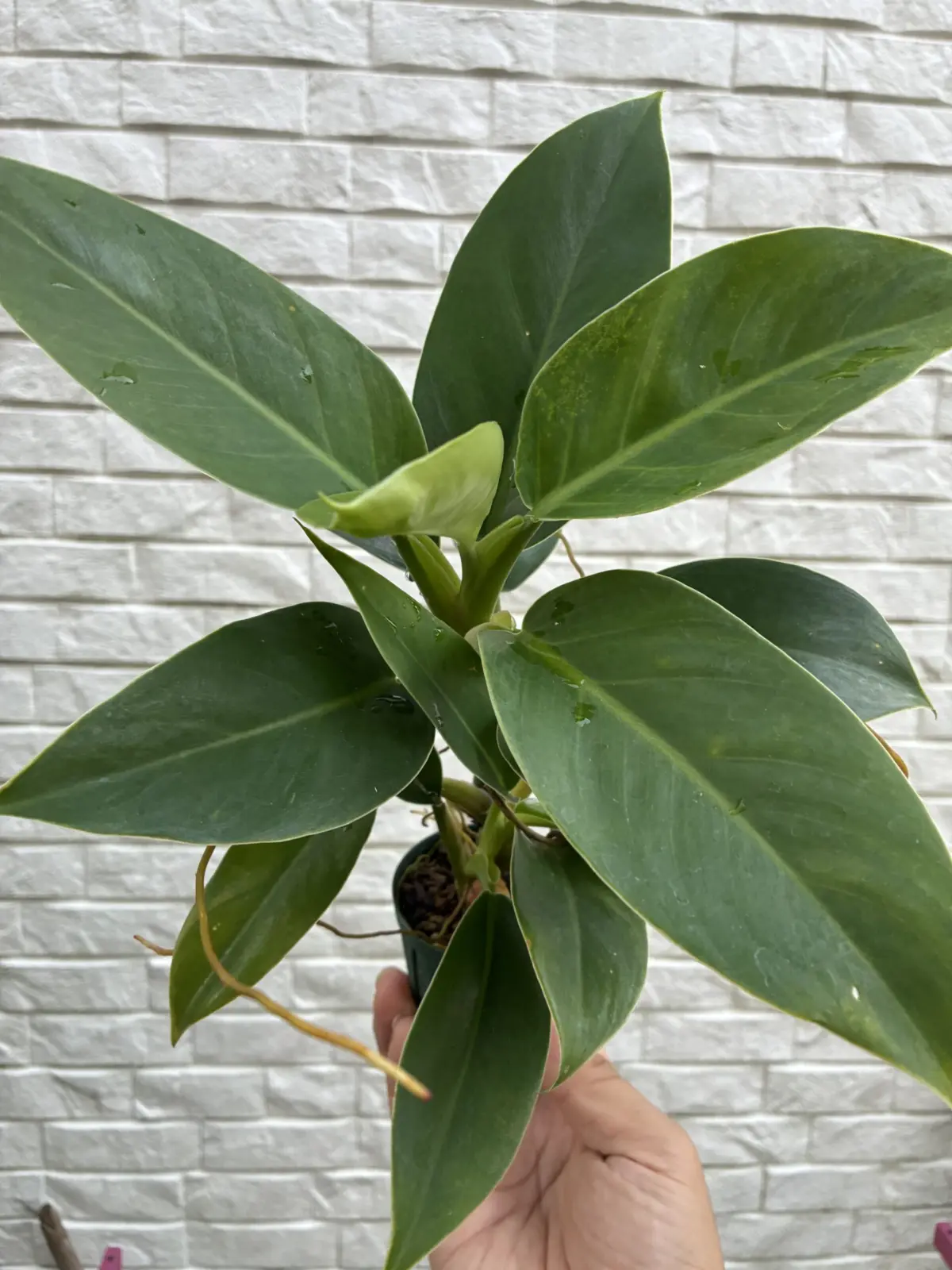 フィロデンドロン　