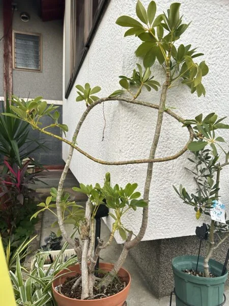 シェフレラ