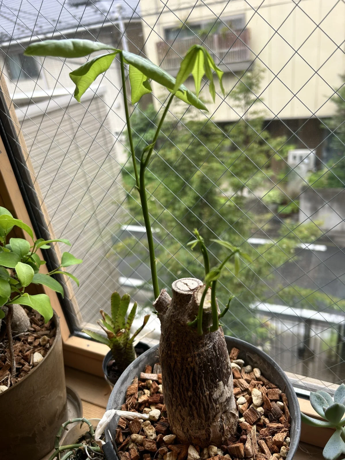 パキラ　強剪定後