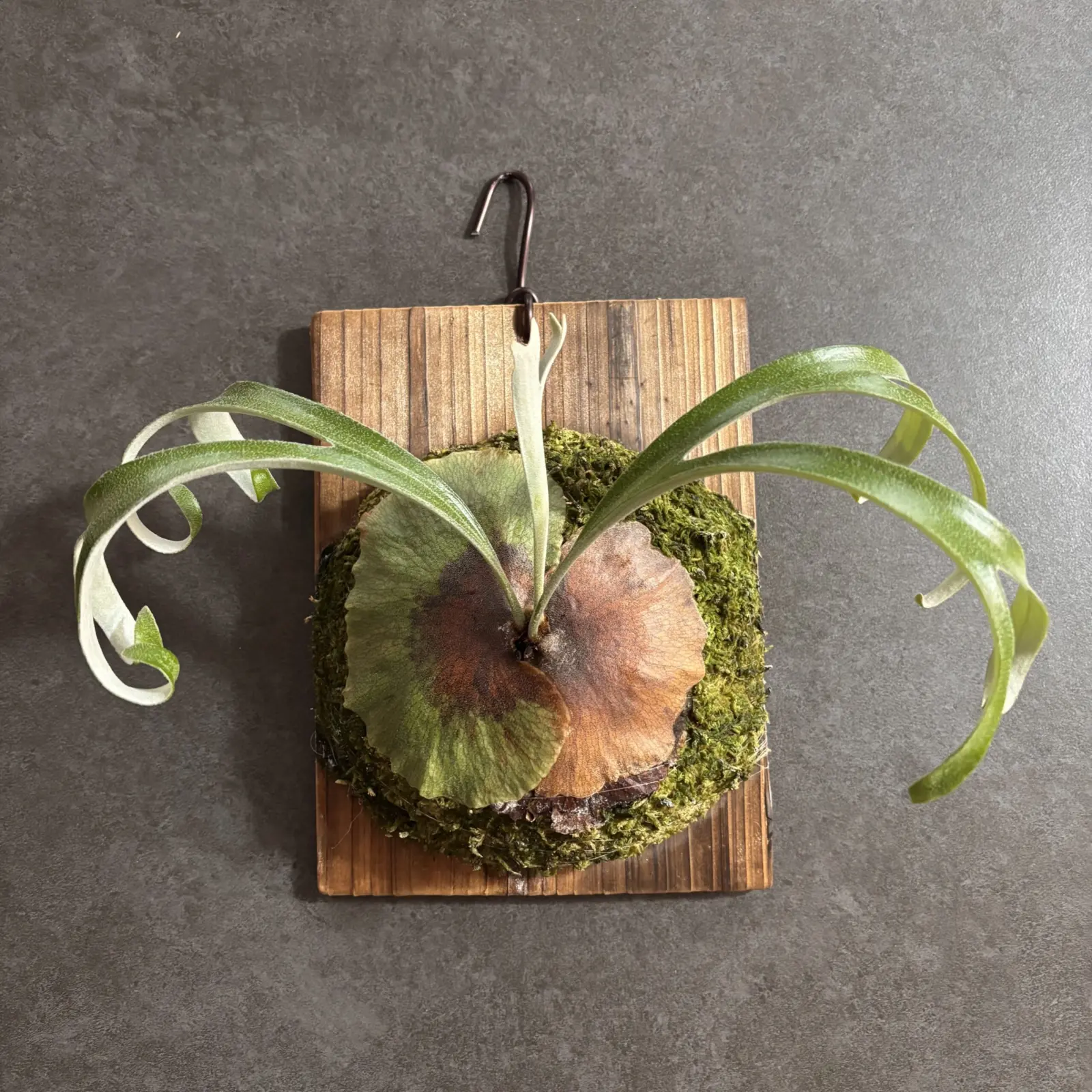 ビカクシダ アルシコルネ マダガスカルコンパクト