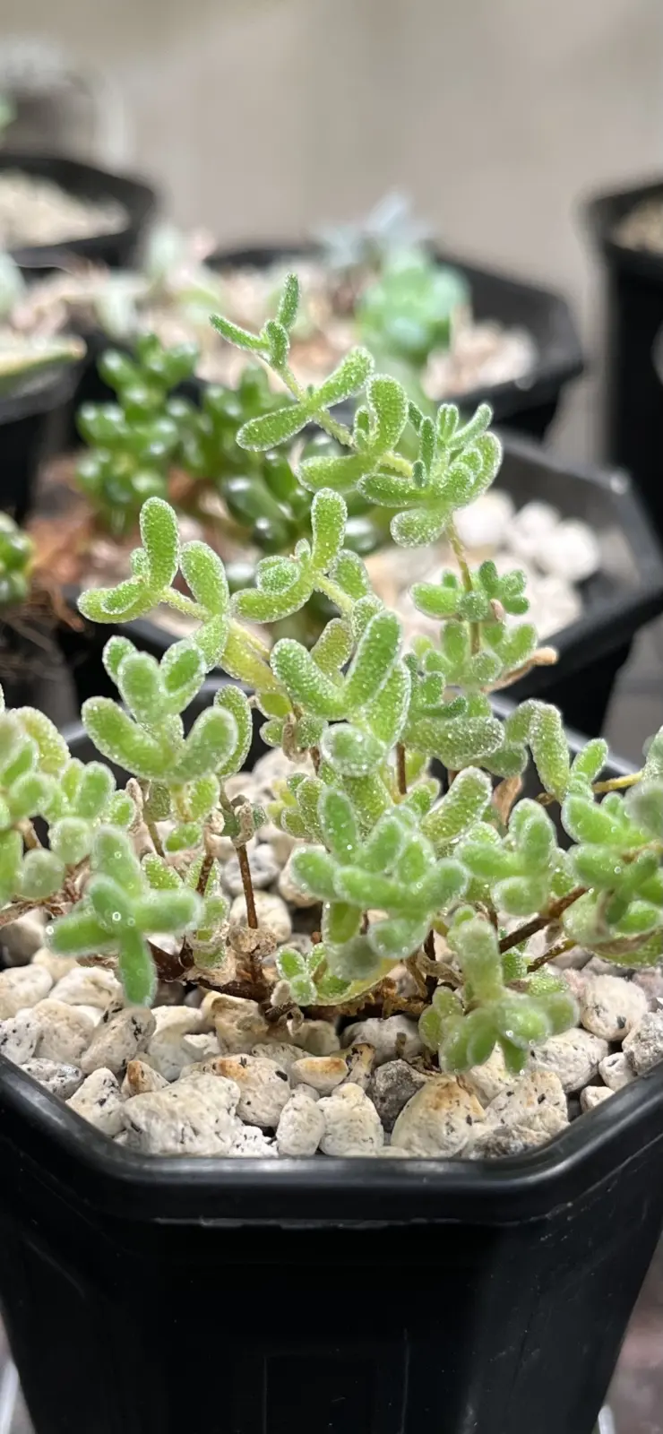 ドロサンテマム　多肉植物