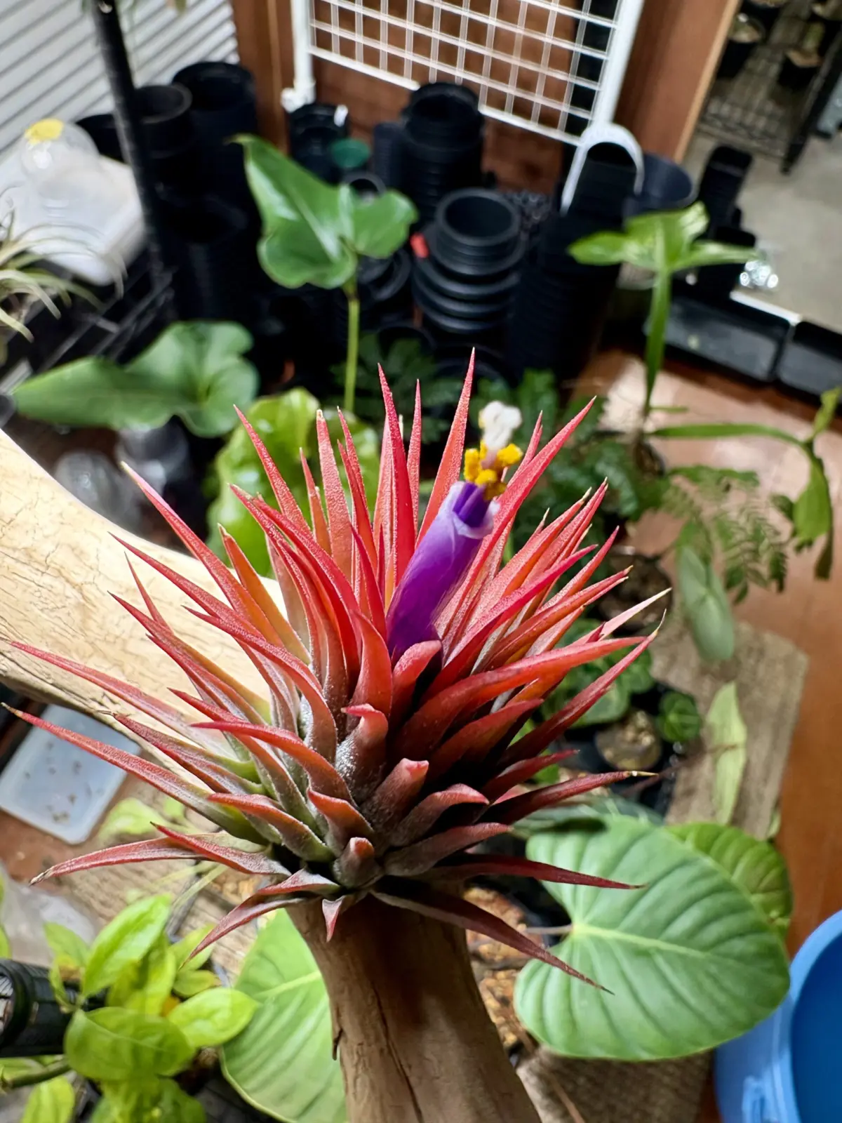 ティランジア　イオナンタ　ビッググリーンマッチョ