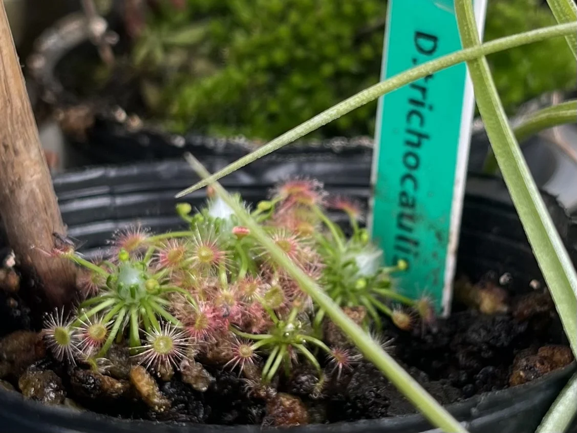 食虫植物 ドロセラ トリコカウリス ピグミードロセラ モウセンゴケ