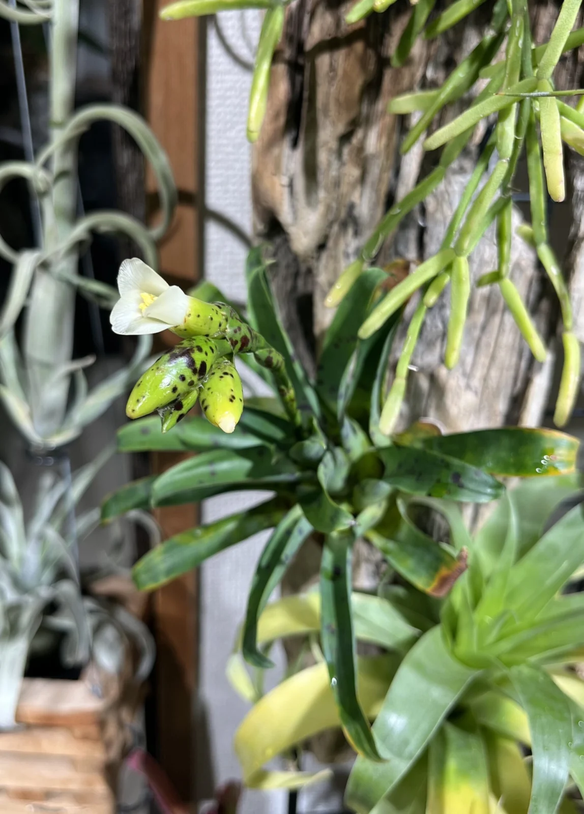 フリーセア　ラシナエ