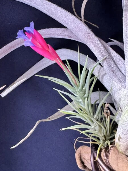 ティランジア テヌイフォリア 開花