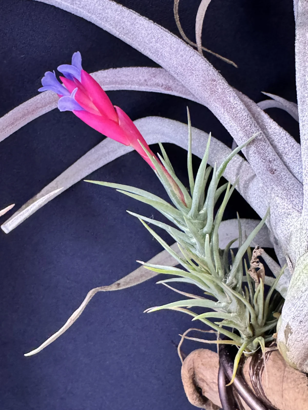 ティランジア テヌイフォリア 開花