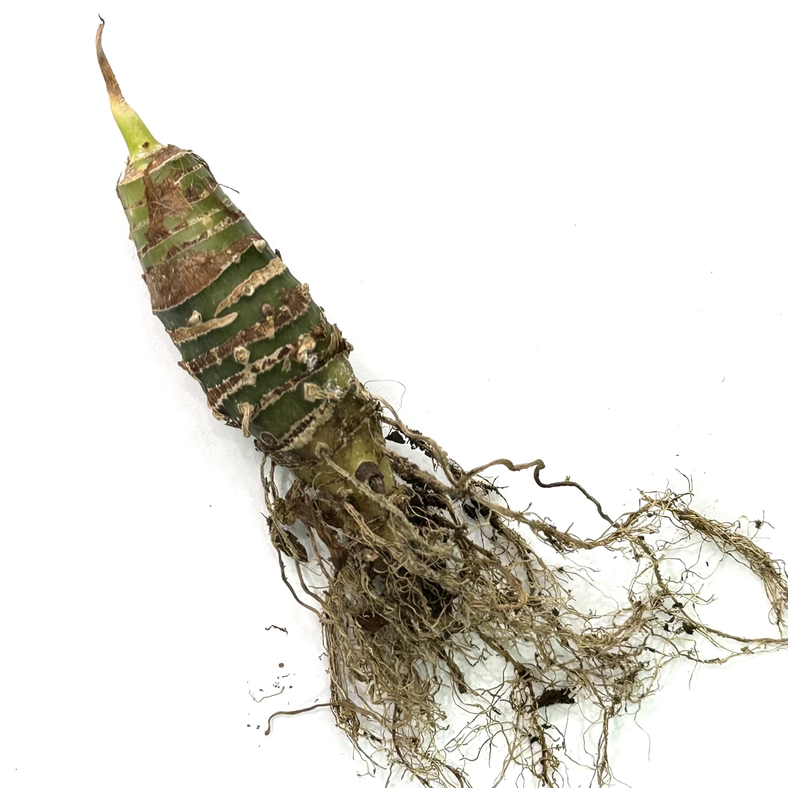 横浜　アロカシア ロンギロバ　ナロー