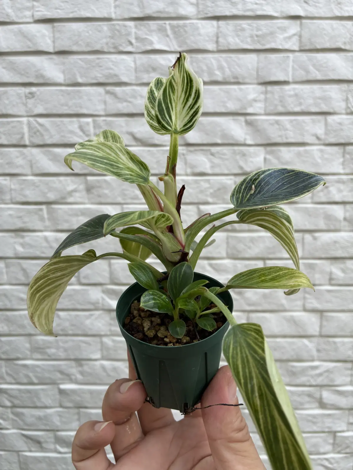 フィロデンドロン　ミニバーキン