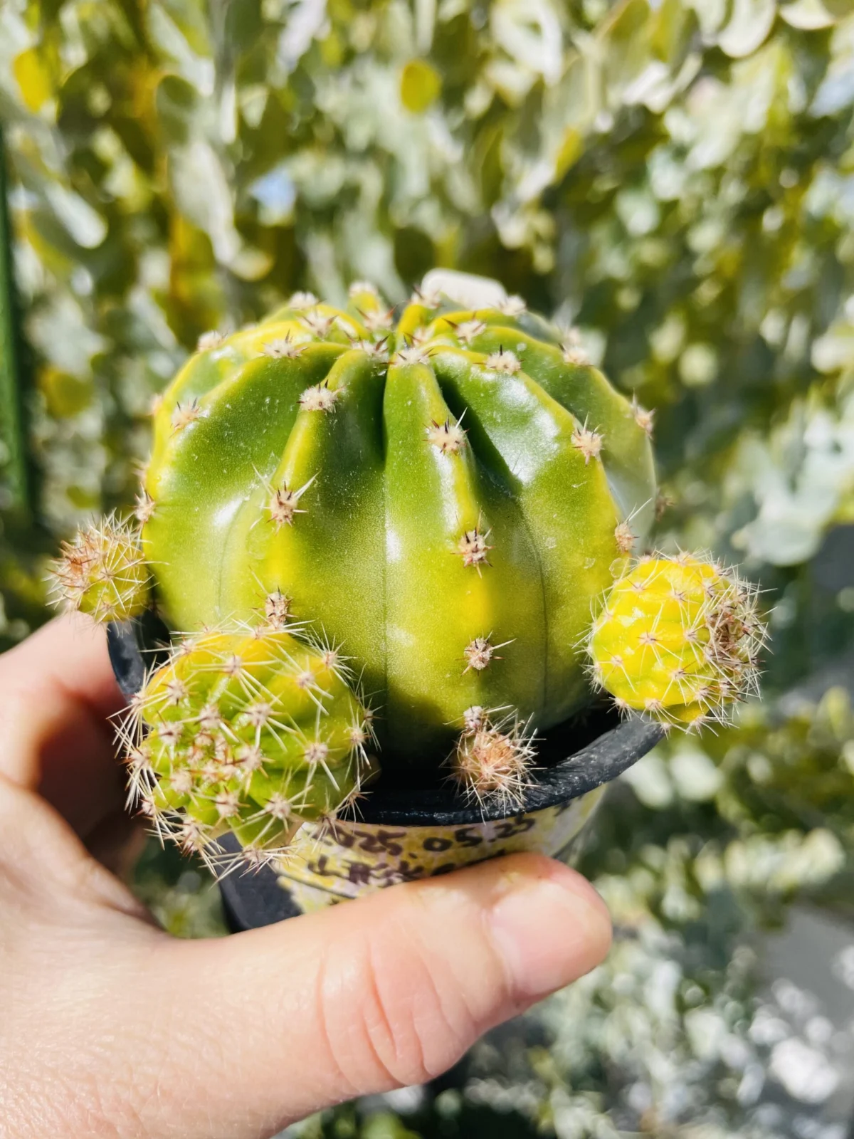花サボテン　壬生の夕日　子株