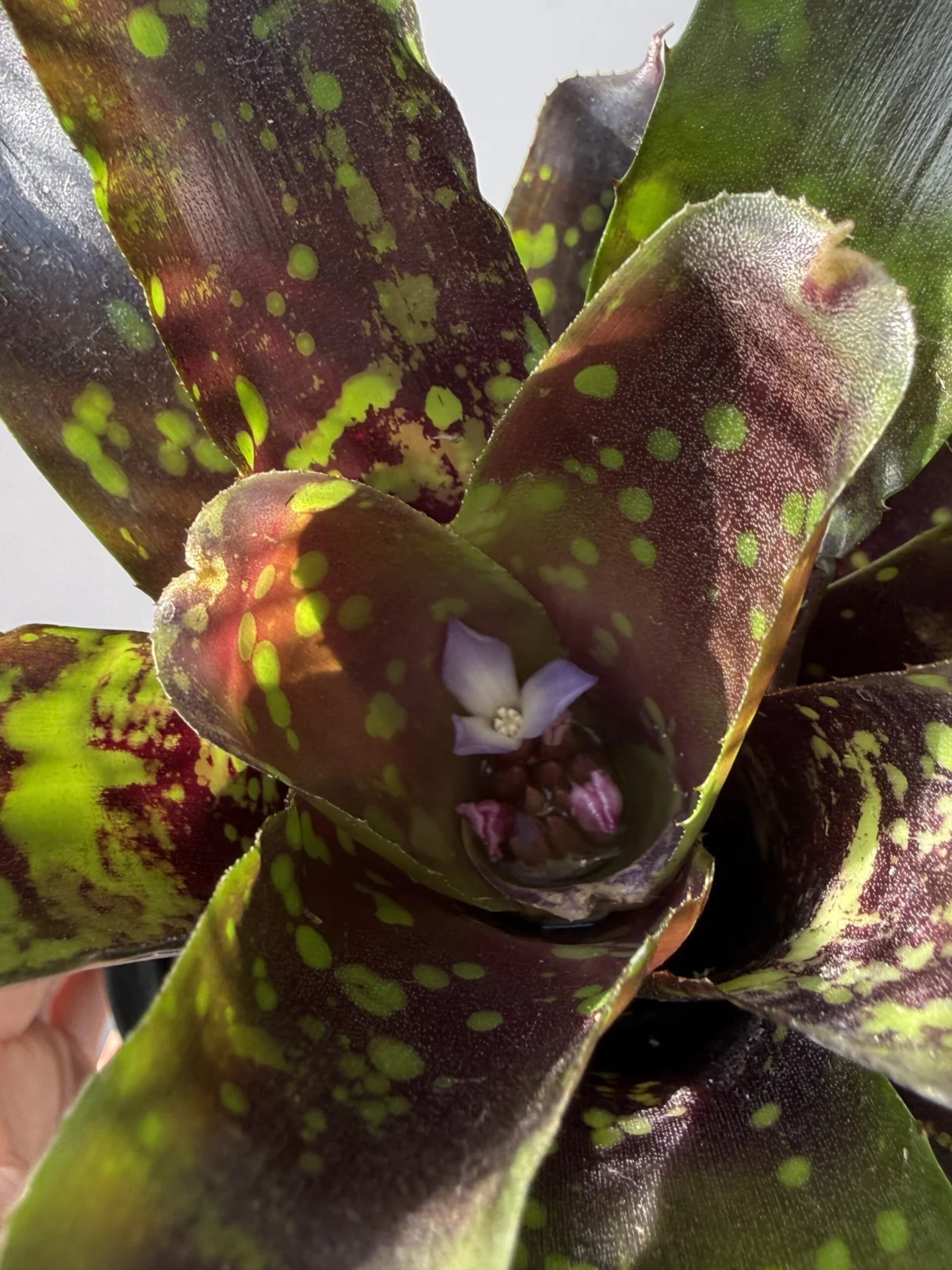 ネオレゲリア ドミノ