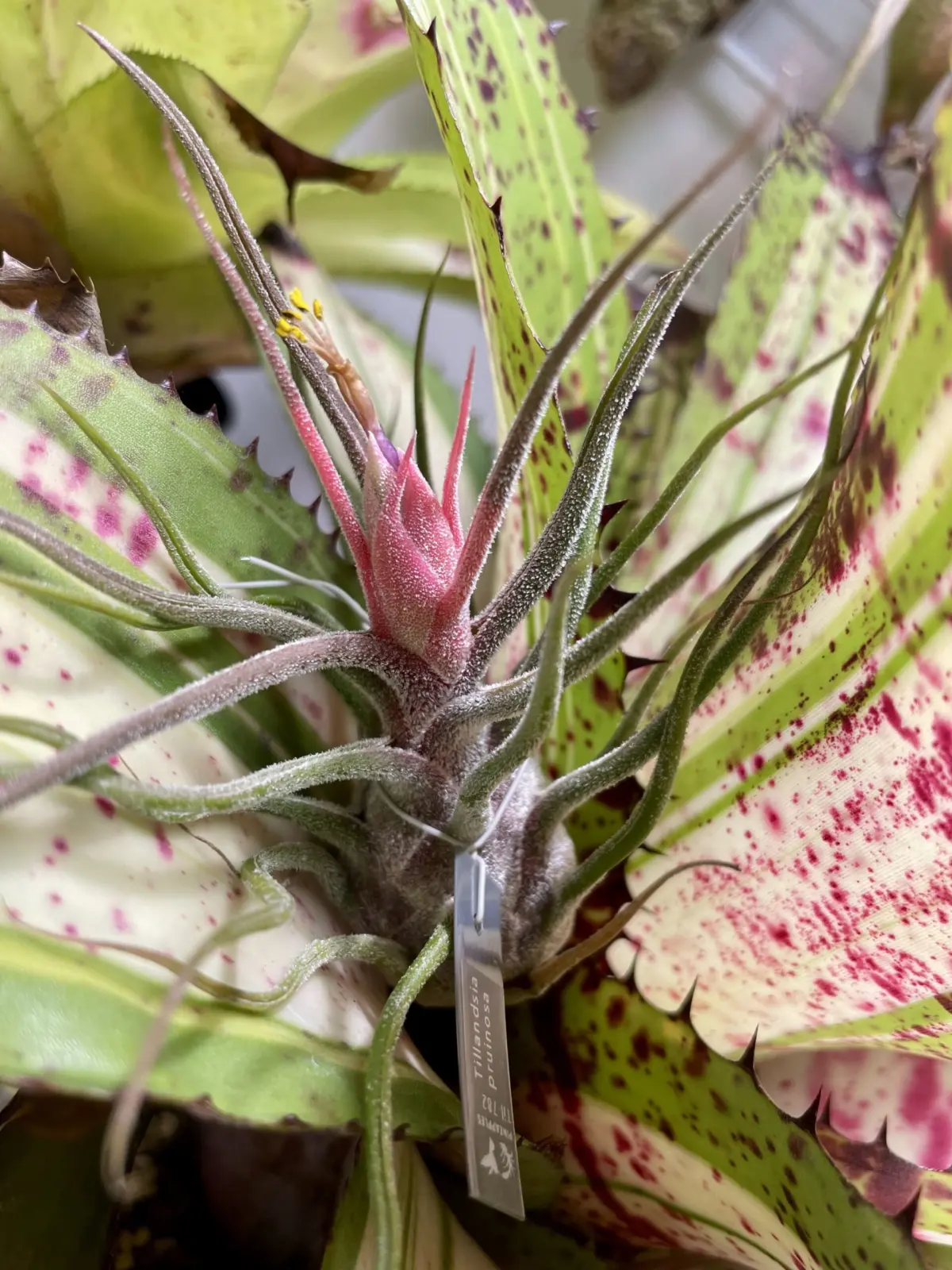 ティランジア　プルイノーサ　花