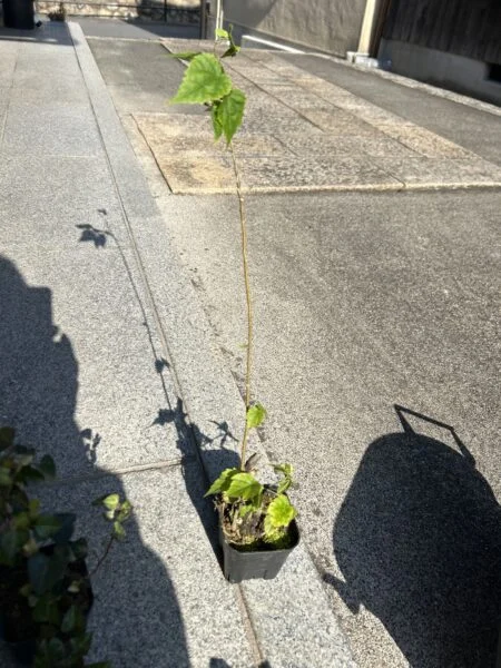 アブチロン