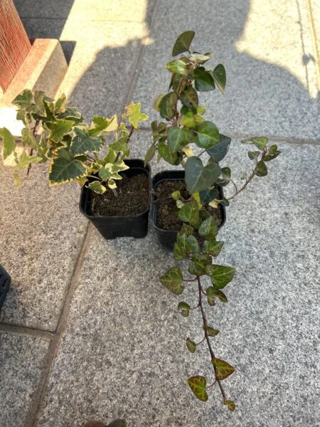 へデラ