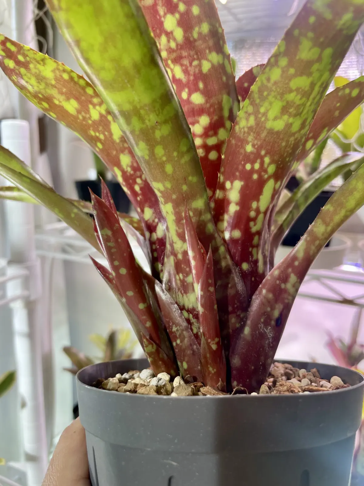 ネオレゲリア　フルサークル　子株