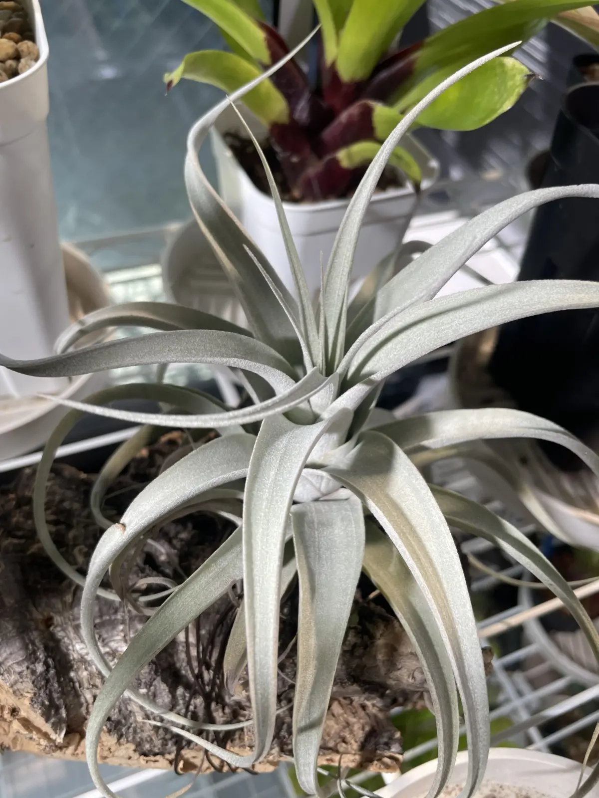 ティランジア キセログラフィカ