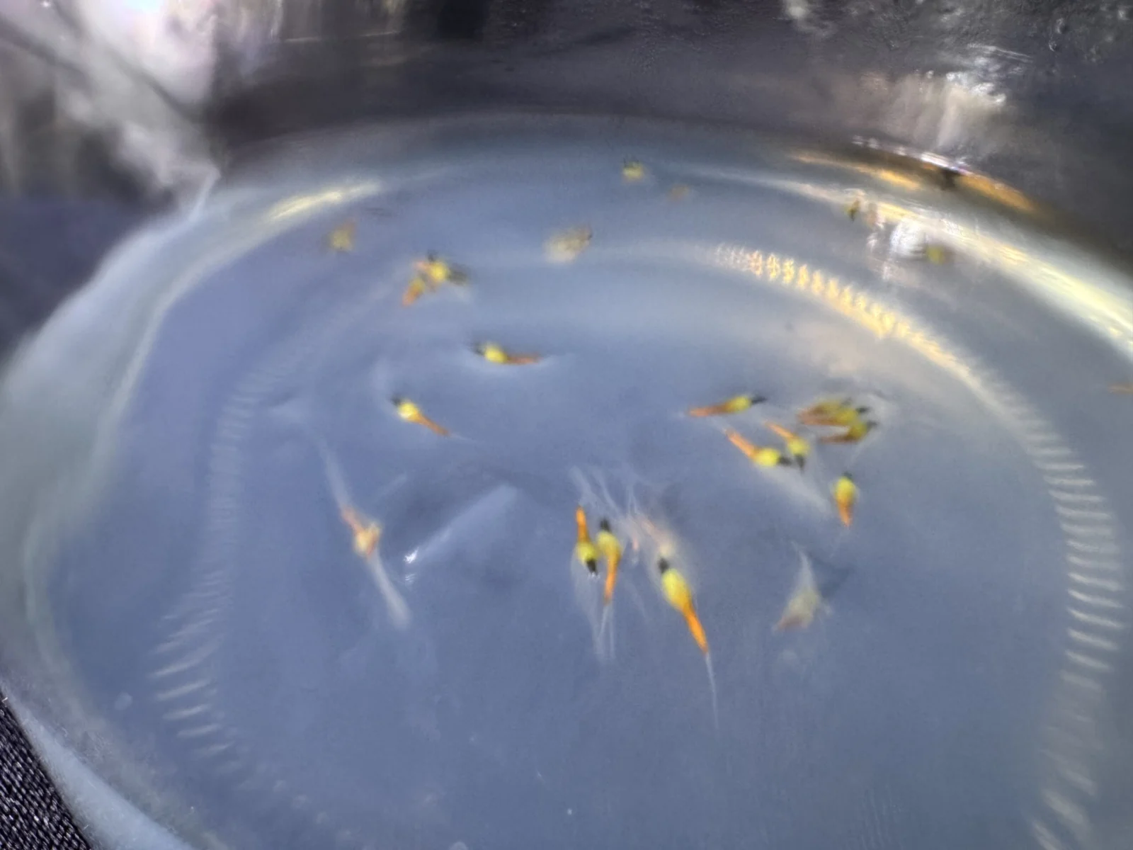 ティランジア 無菌播種 6日目