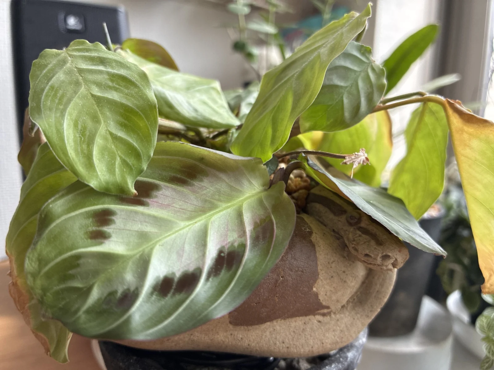 マランタ　シルバーバンド