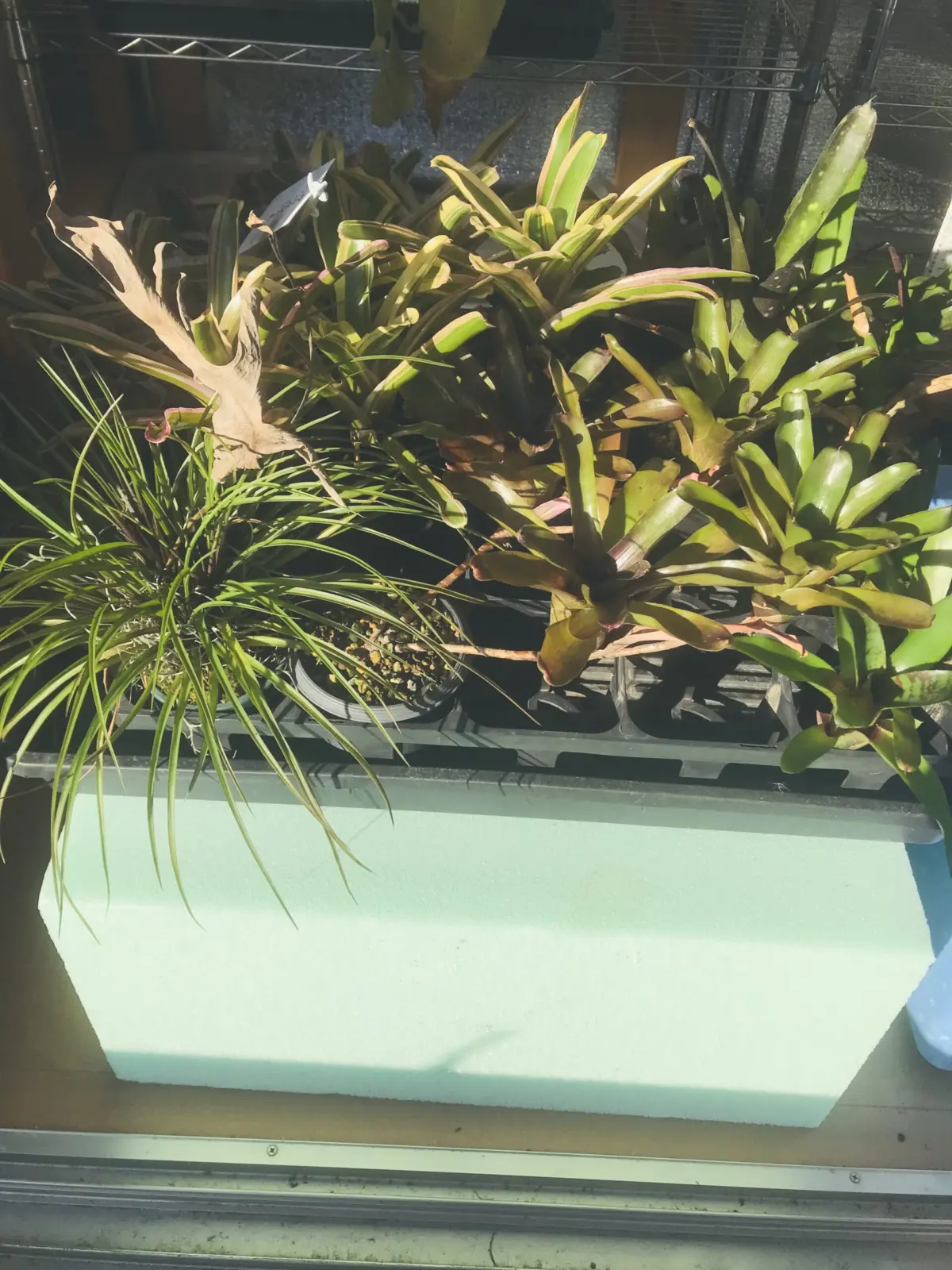 タンクブロメリア　防寒対策