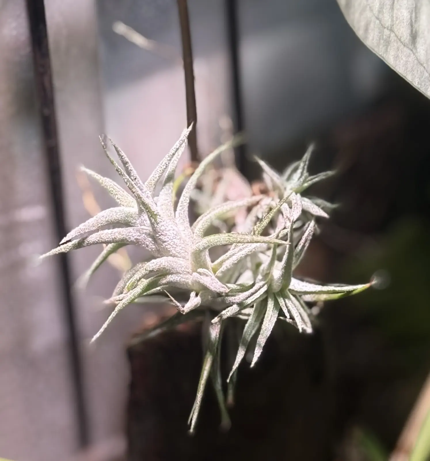 ティランジア イオナンタ バンハイニンギー