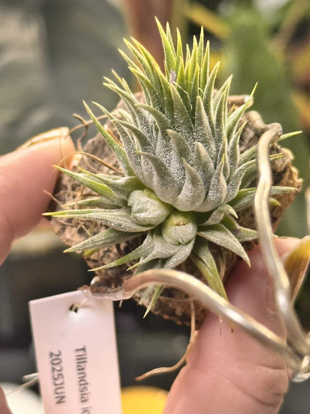 ティランジア　イオナンタ　ピーナッツ　子株