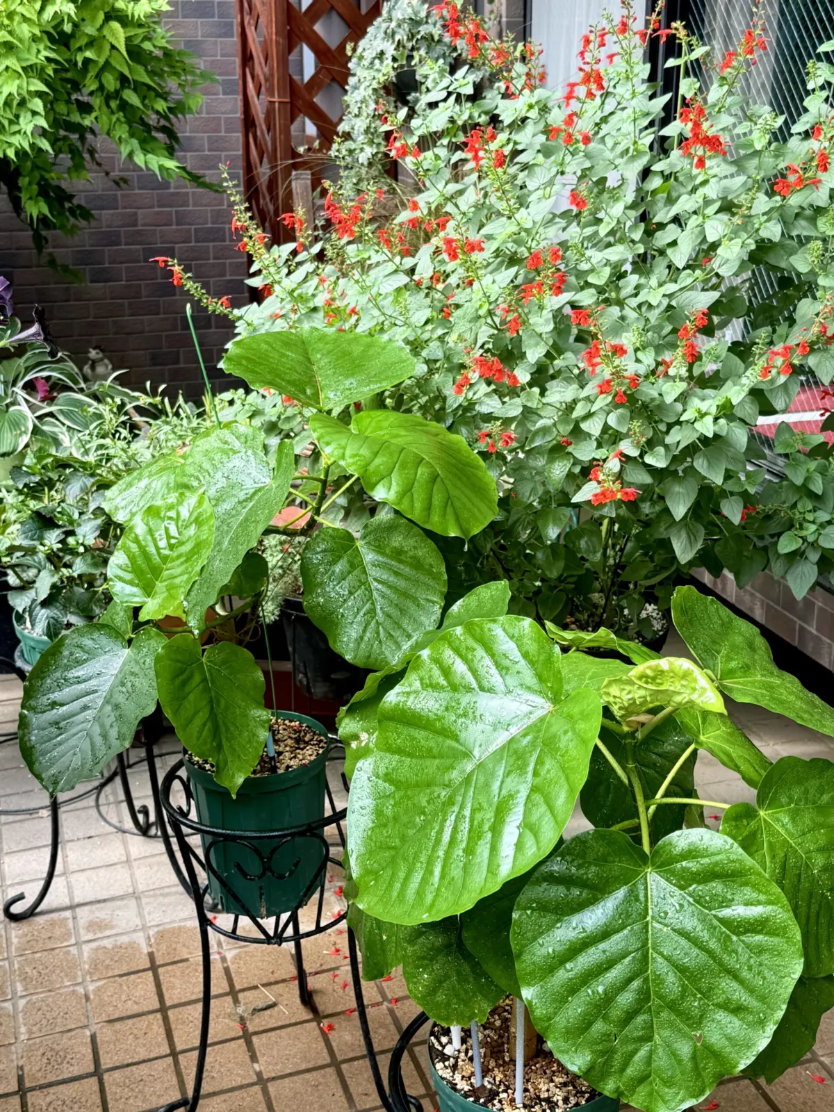 フィカス　ウンベラータ