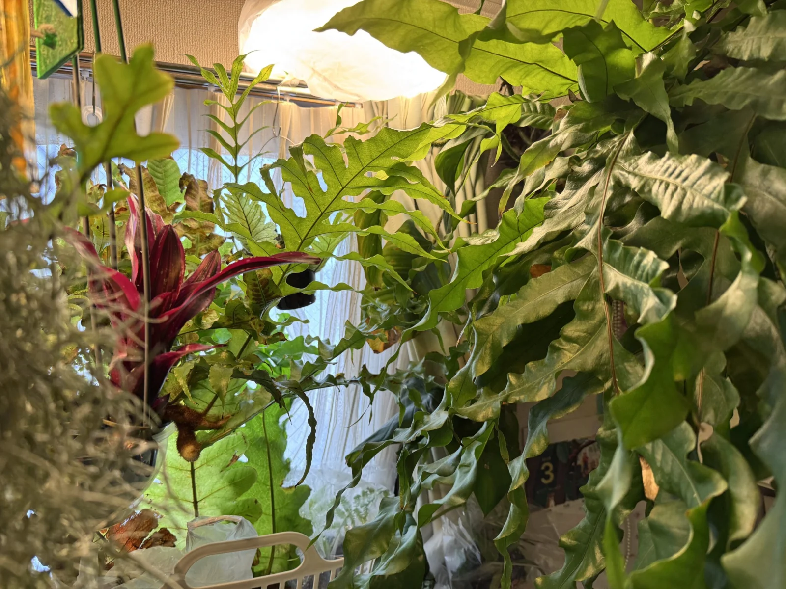 ドリナリア　クエルシフォリア