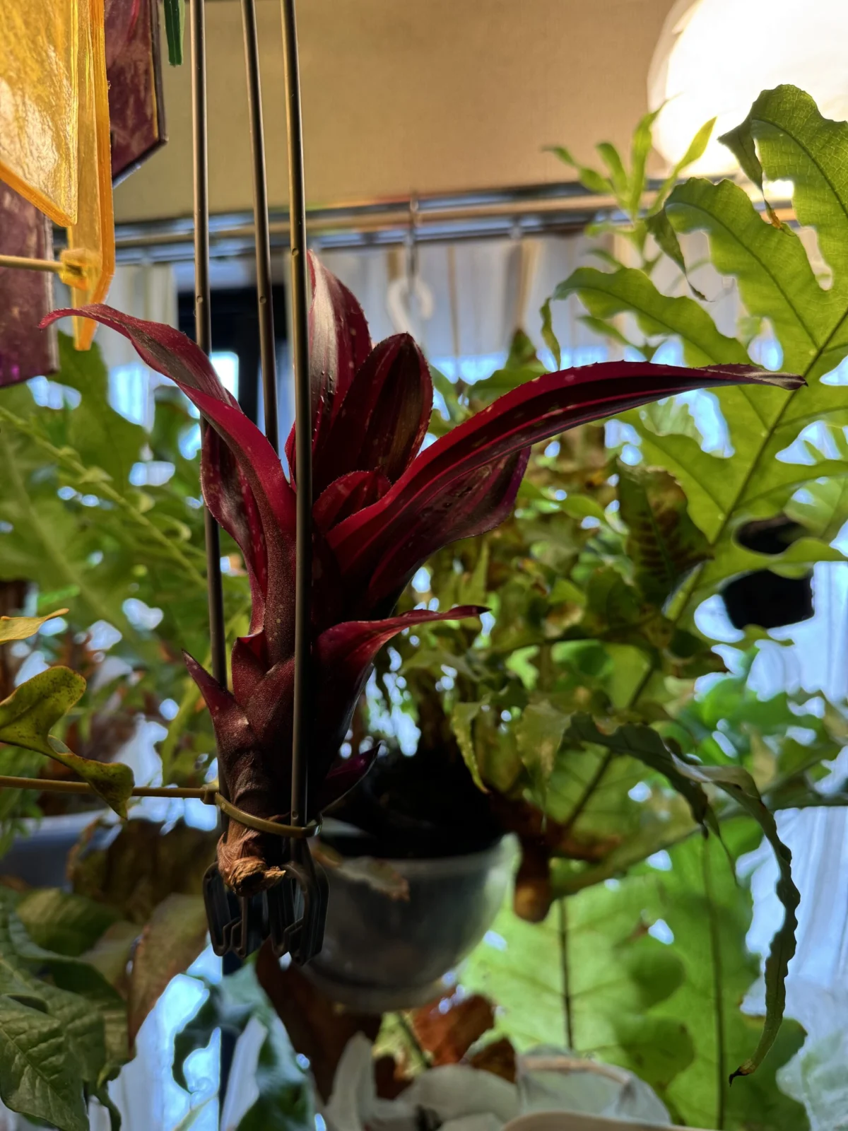 ネオレゲリア　メラニエ