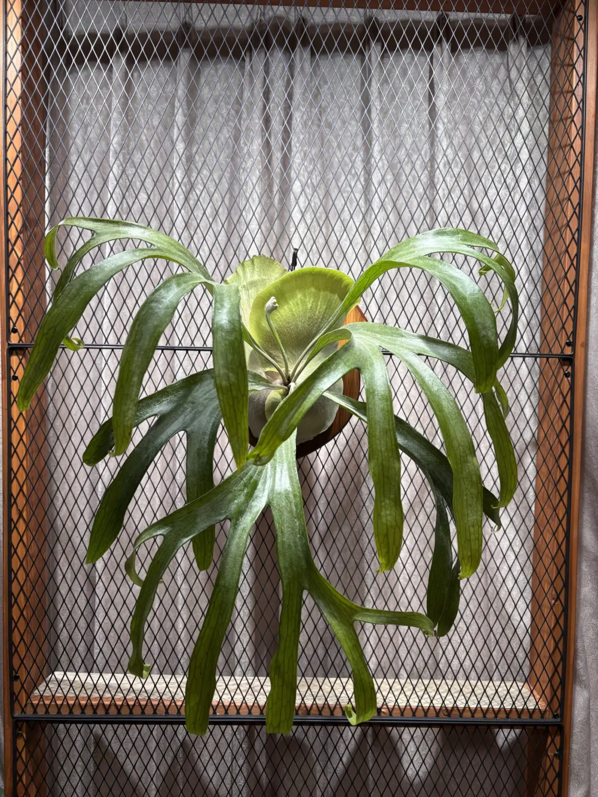 ビカクシダ　マセラティ