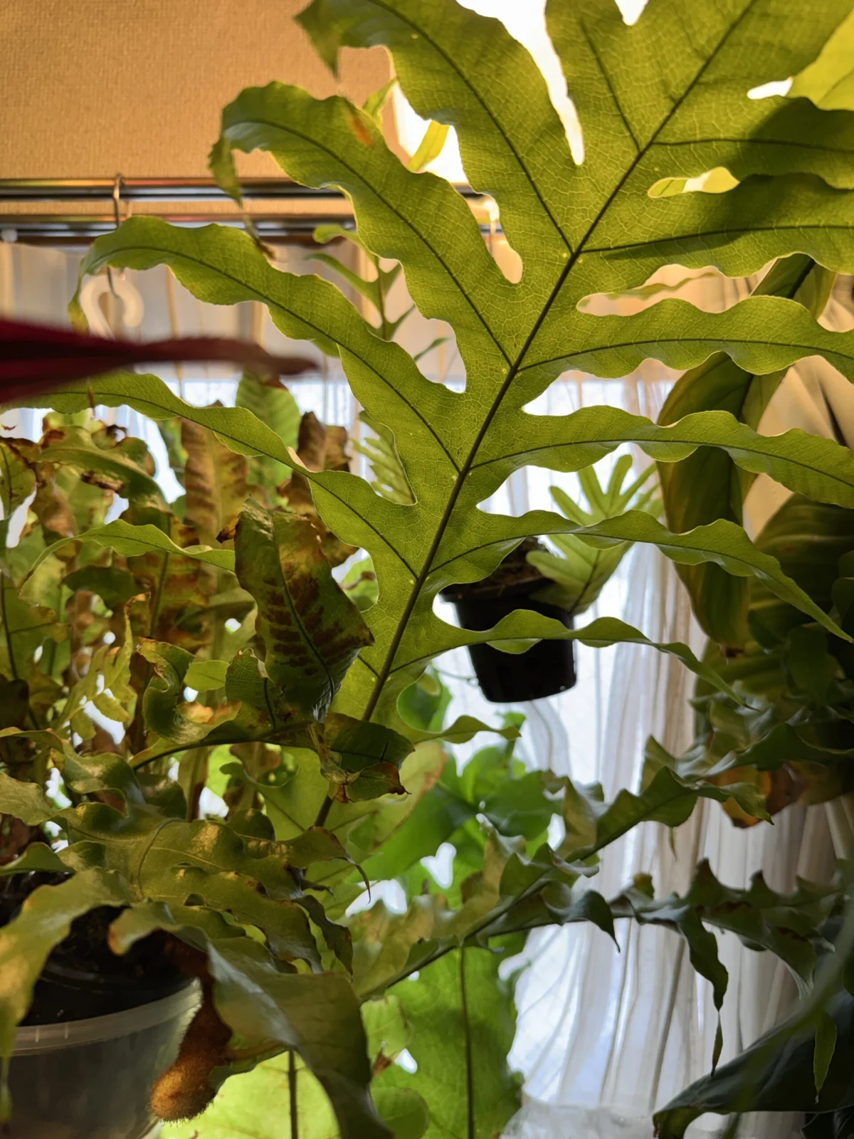 ドリナリア　ブルクシィ