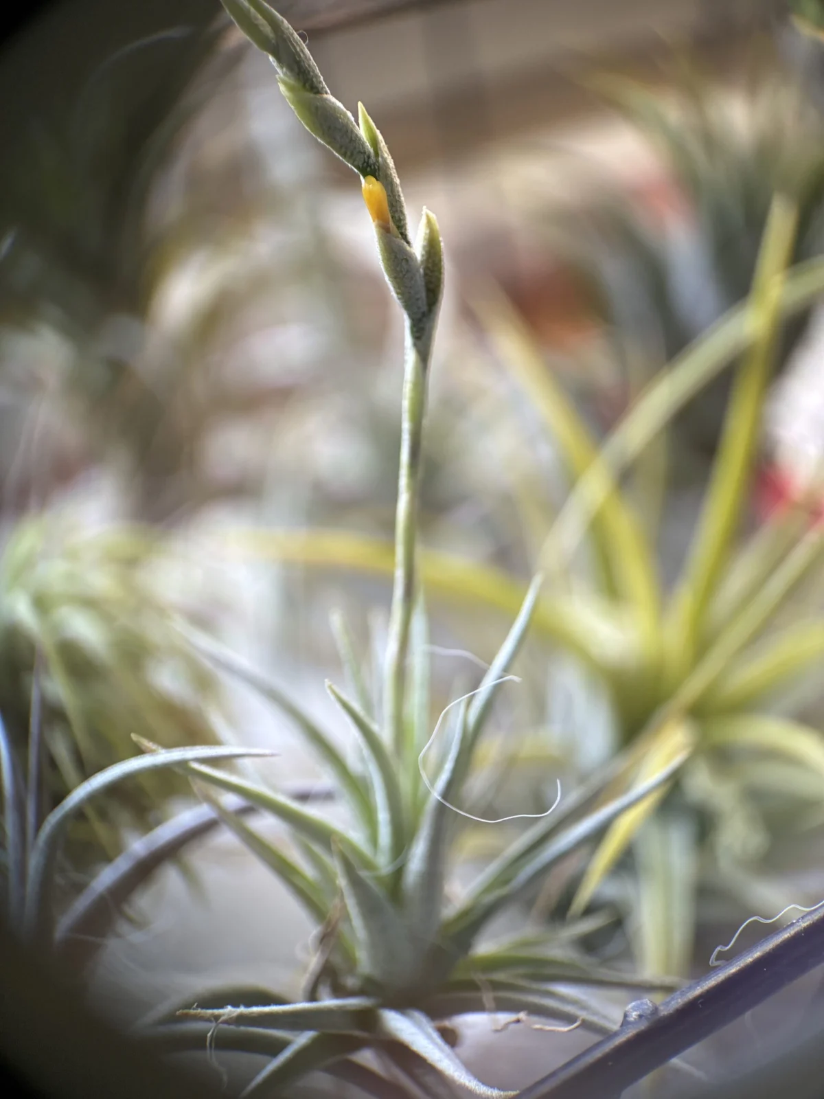 ティランジア　ロリアセア　花