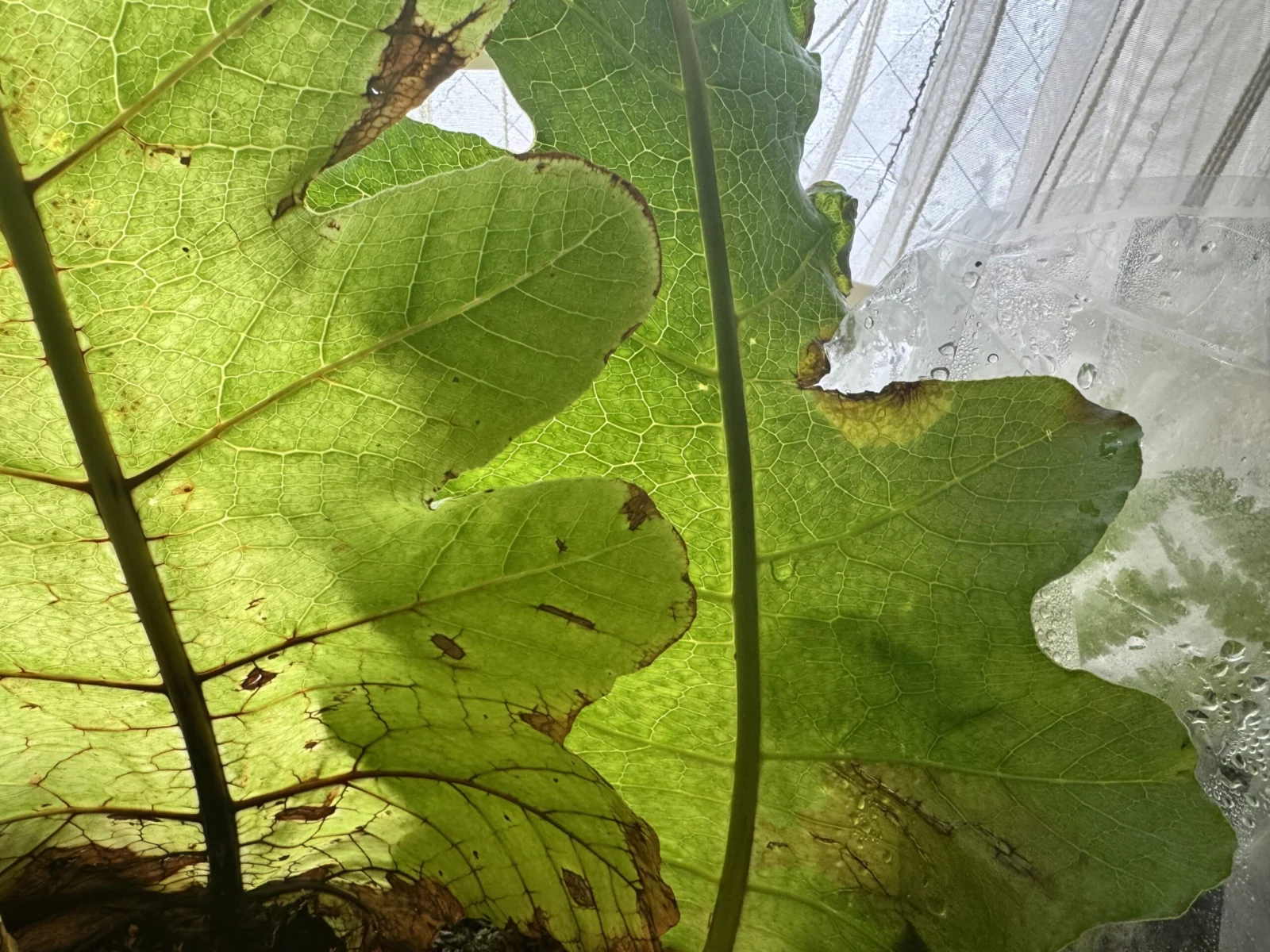 ドリナリア　ヘラクレア　ドリナリア　ヘラクレウム