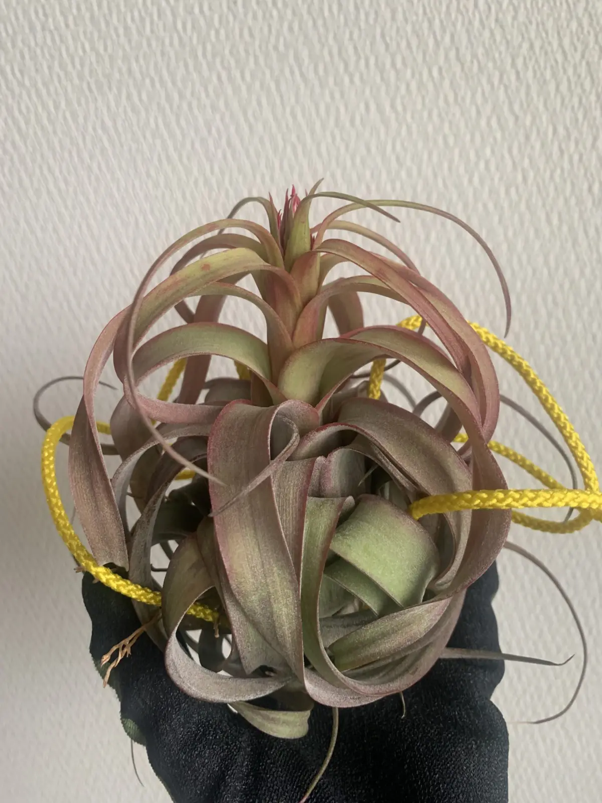 ティランジア　エリックノブロック