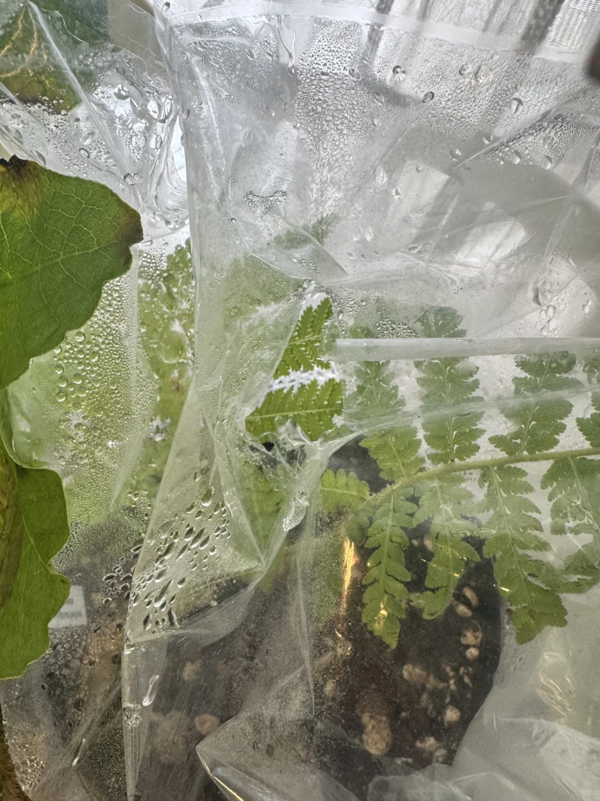 シアテア　トメントシッシマ