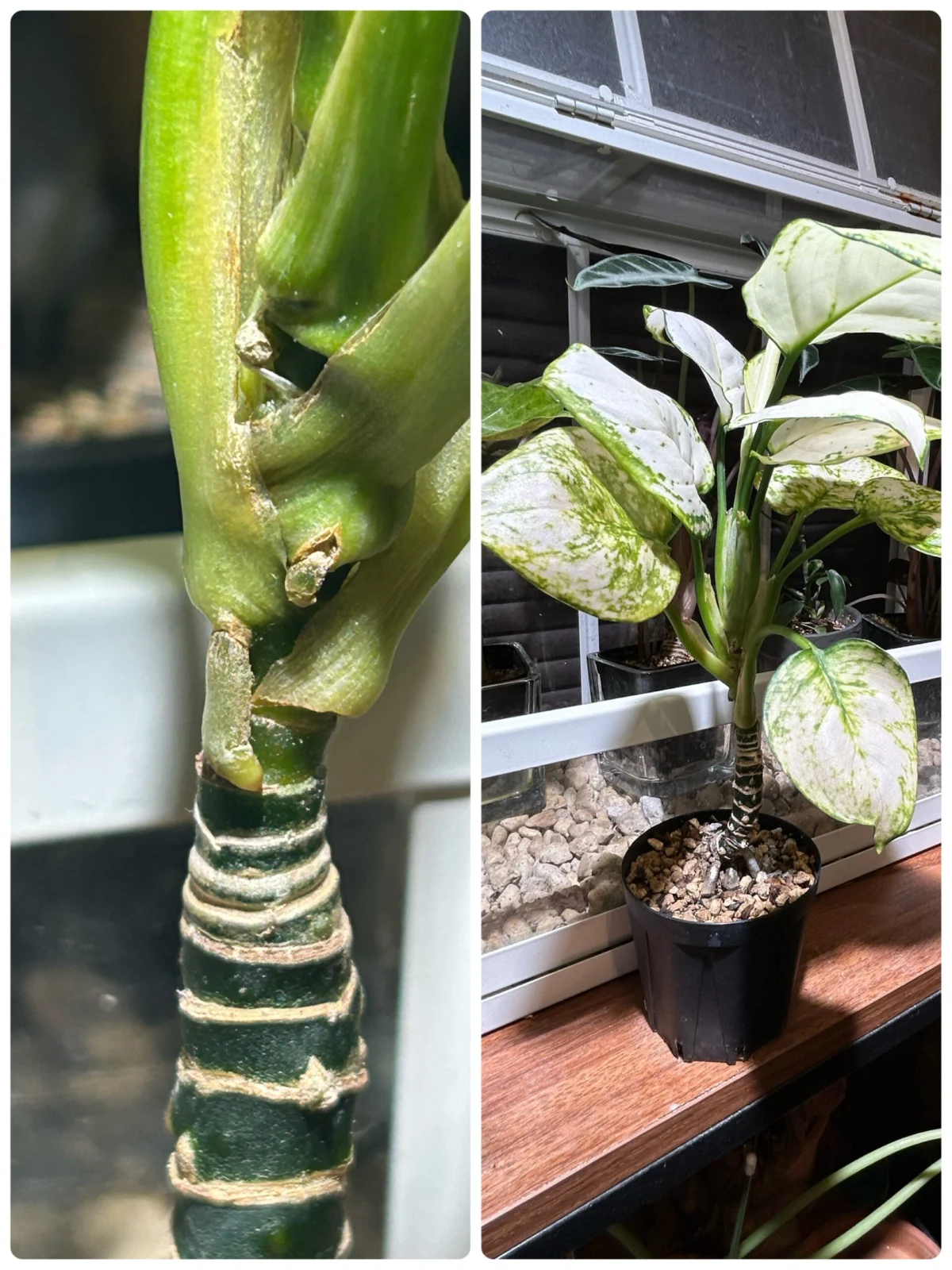 アグラオネマ　？？？