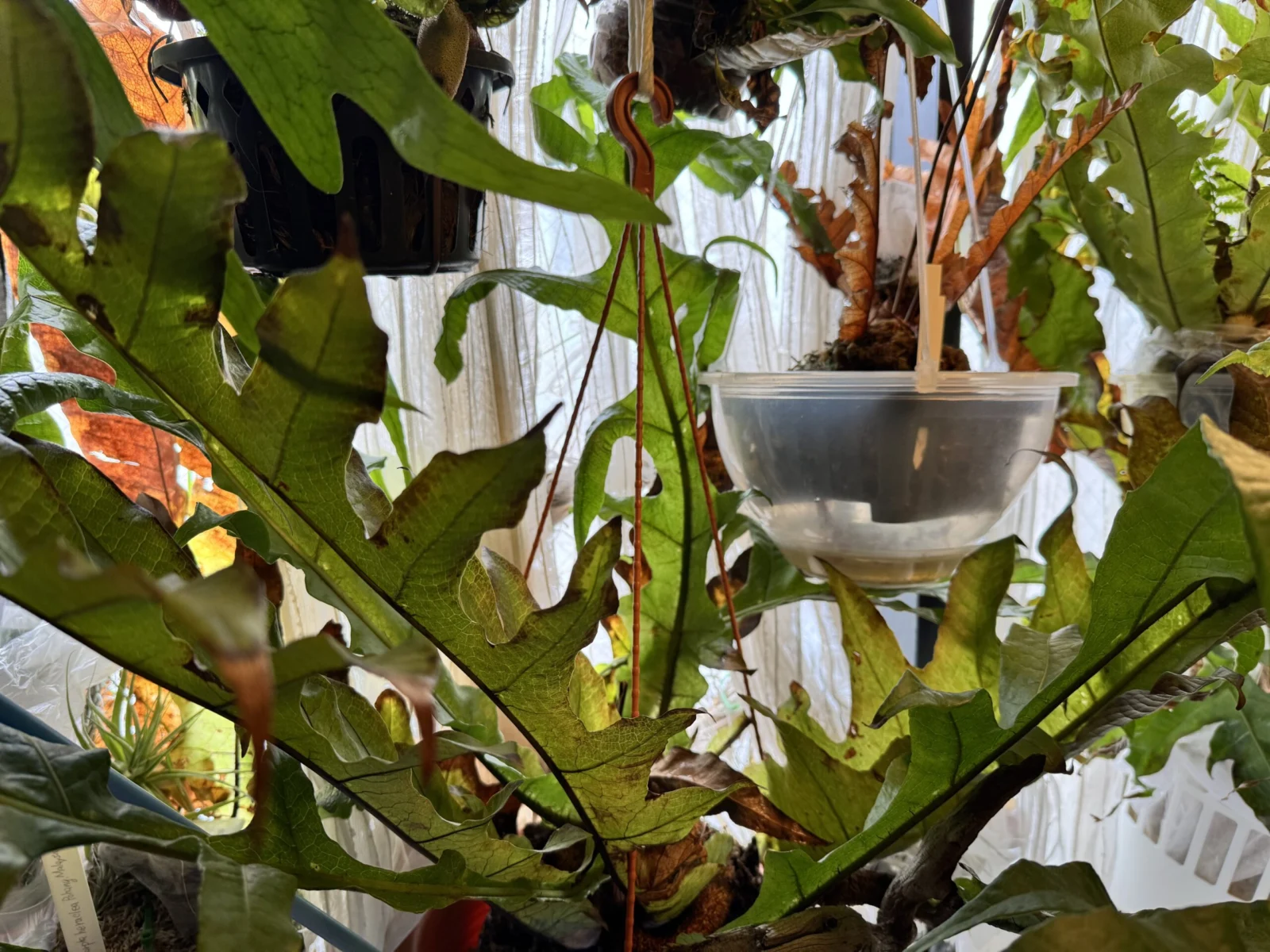 ドリナリア　ノヴォギネンシス