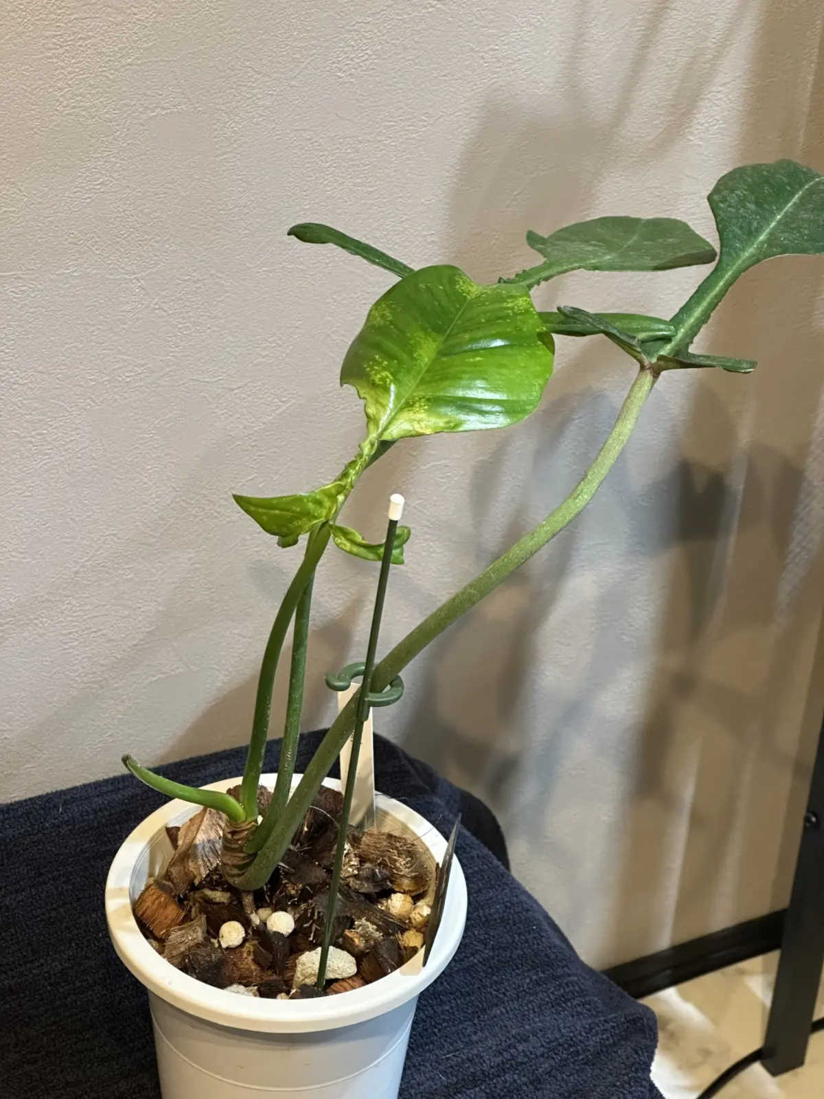 フィロデンドロン　ジョーピー