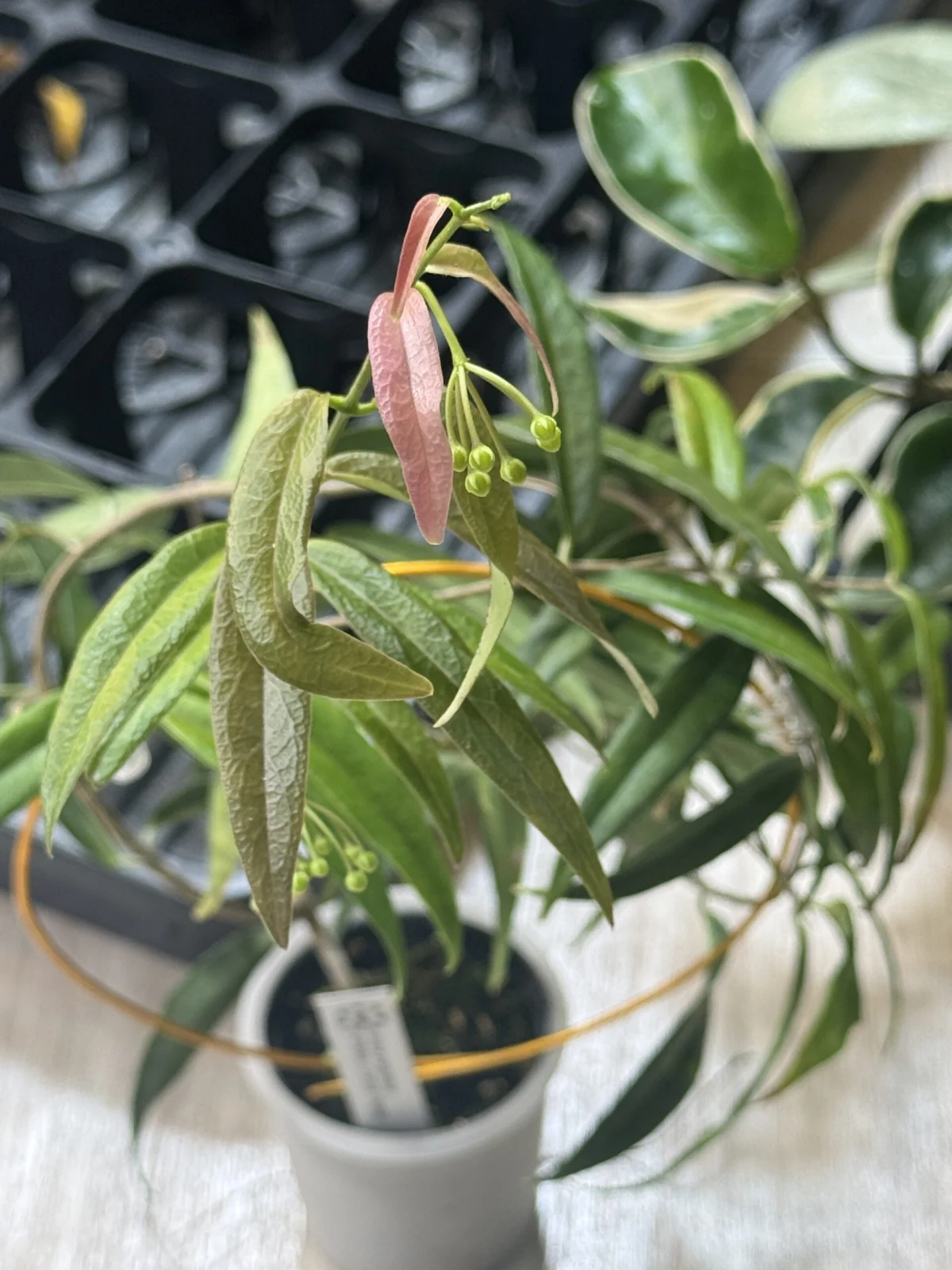 ホヤ パラディセア 花座