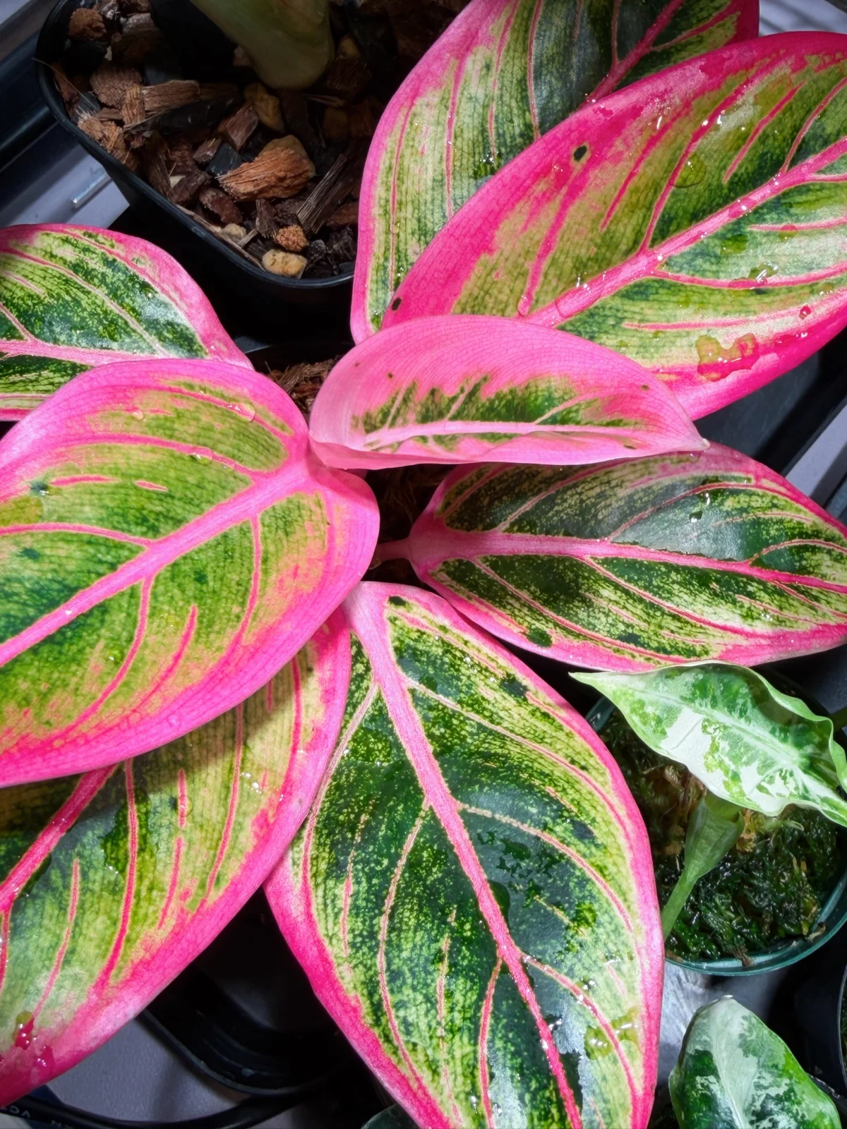 アグラオネマ ロータスデライト