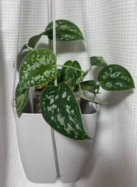 スキンダプサス ピクタス ①