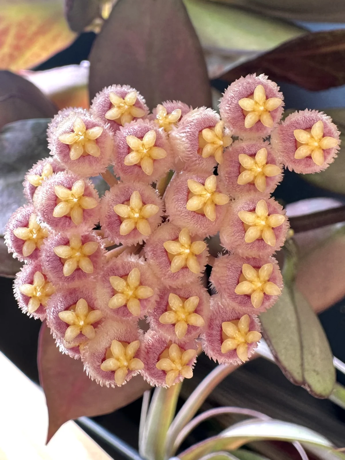 ホヤ オブスクラ 花